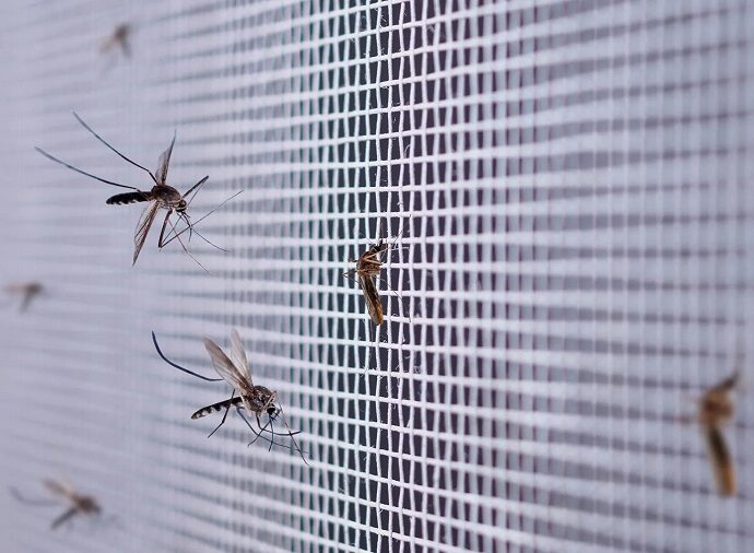 Mosquitoes in Apartment