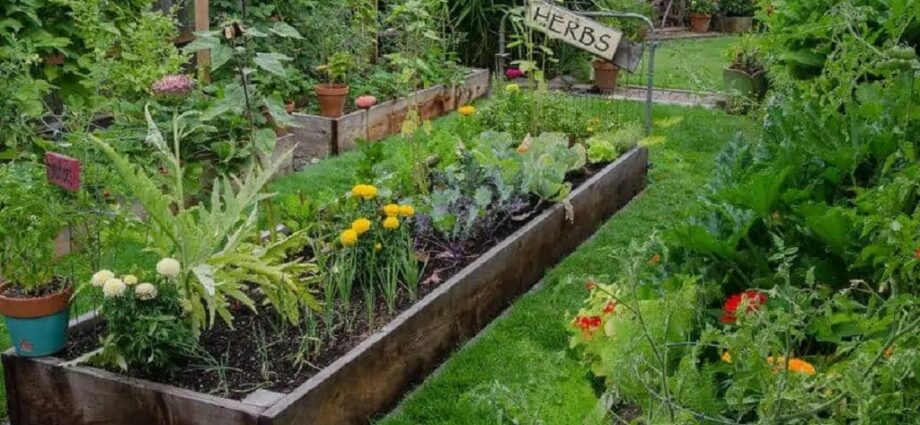 How to Make a Free Garden: A Guide to Green Spaces on a Budget