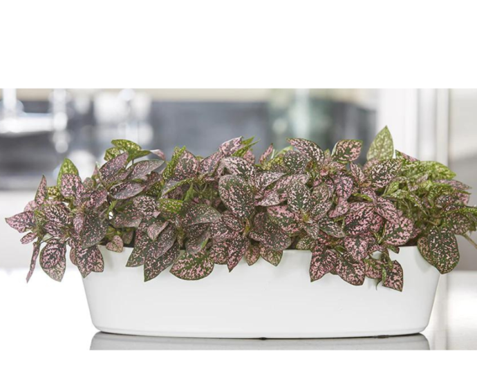 All You Need to Know about Hypoestes Care