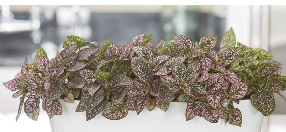 All You Need to Know about Hypoestes Care