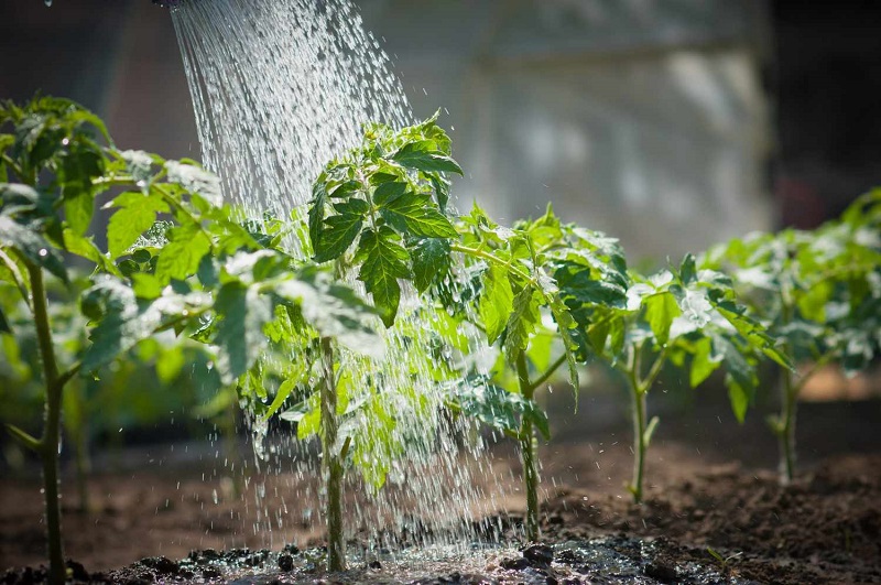 How Often to Water Vegetable Garden