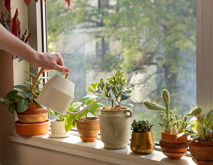 Mastering Indoor Gardening Watering