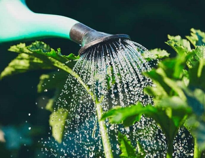 How Often to Water Vegetable Garden