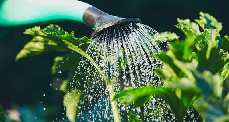 How Often to Water Vegetable Garden