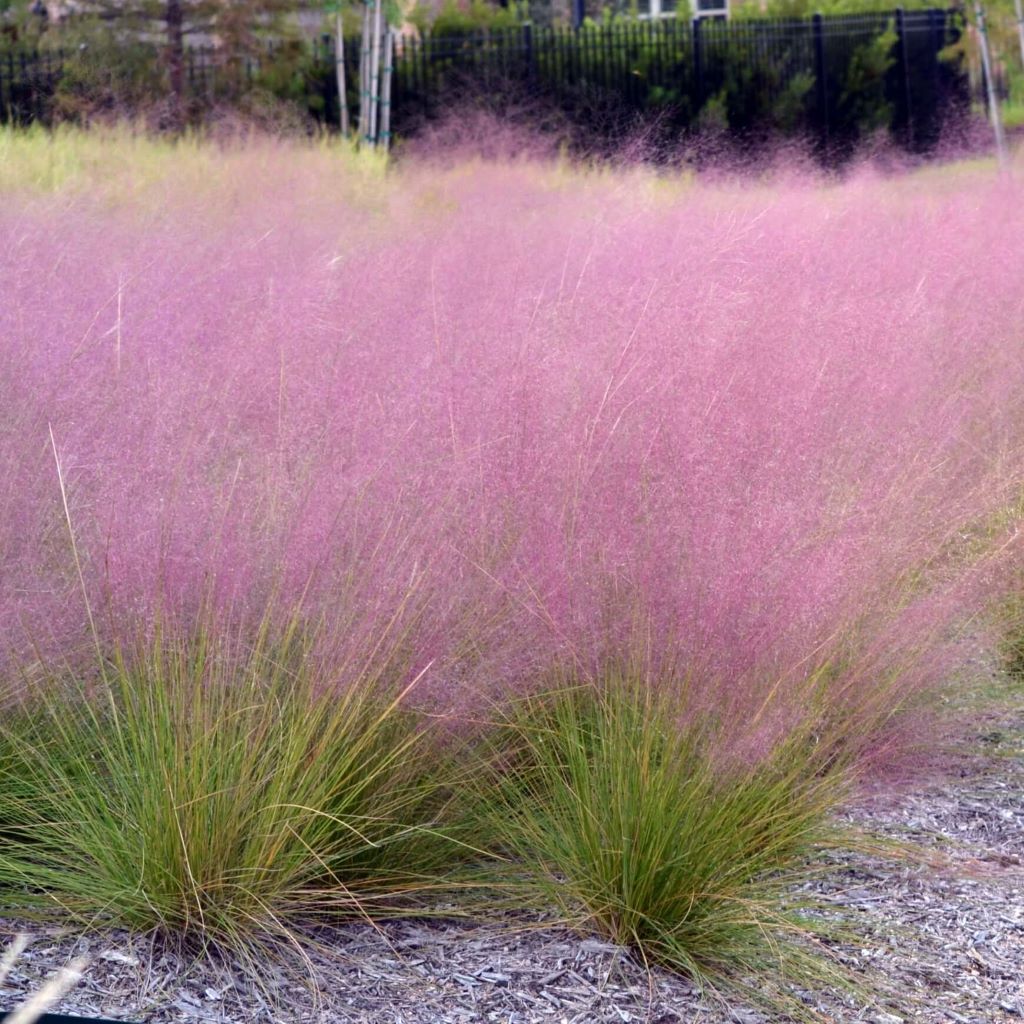Choosing the Right Florida Ornamental Grass