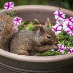 squirrel repellent garden