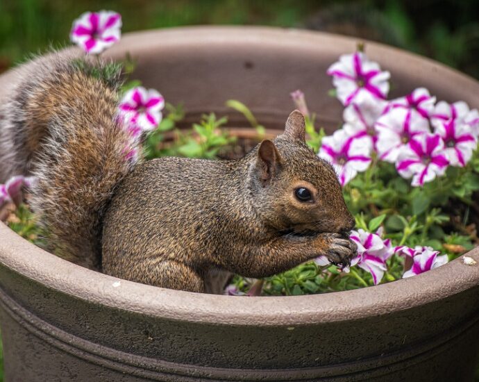squirrel repellent garden