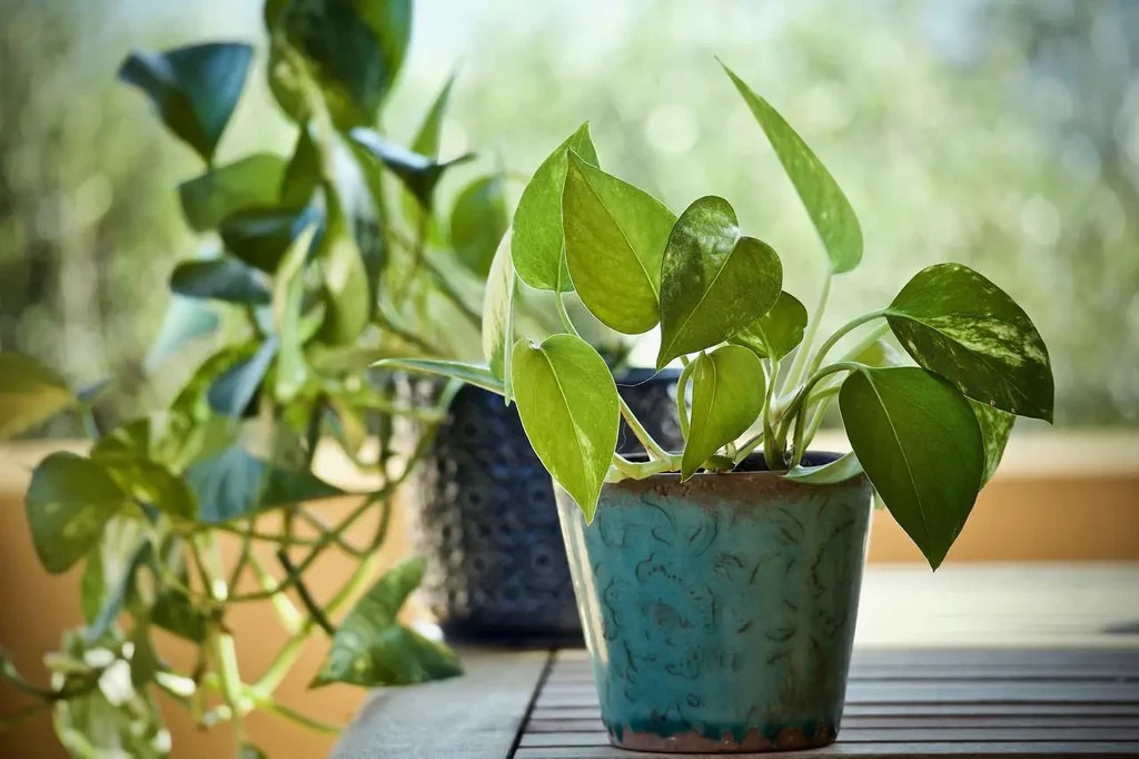Rooting Pothos Cuttings in Soil