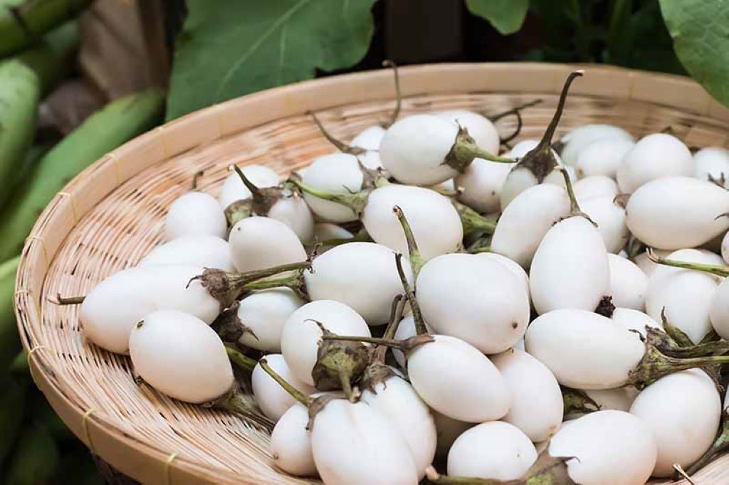 Timeline For Harvesting White Eggplant