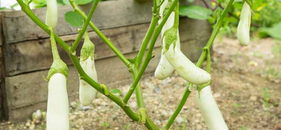When to Harvest White Eggplant? Insider Tips for Optimal Picking