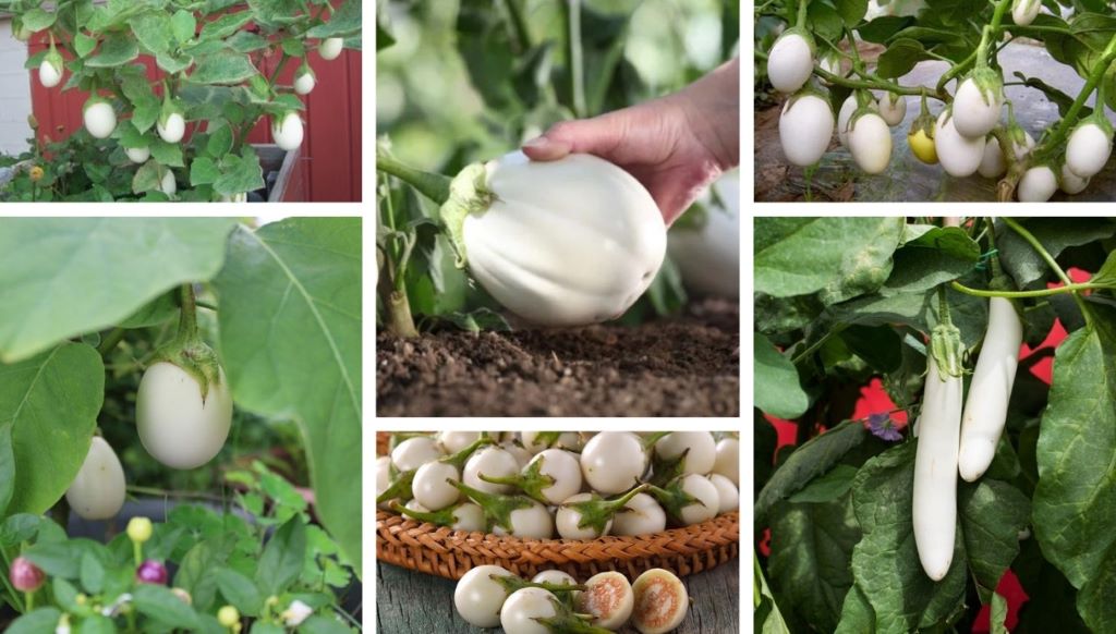 Understanding White Eggplant