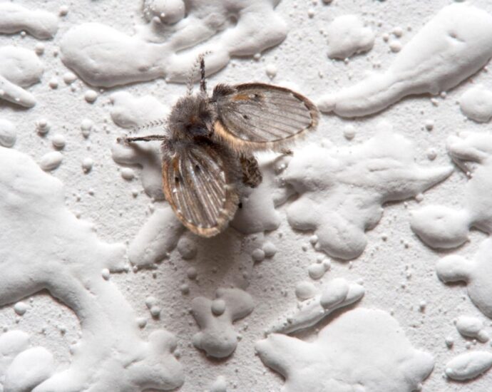 What is the best repellent for drain flies?