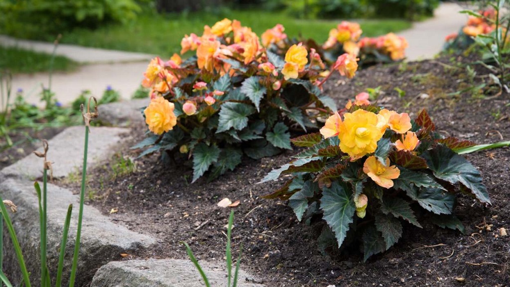What are the best low-maintenance border plants? 