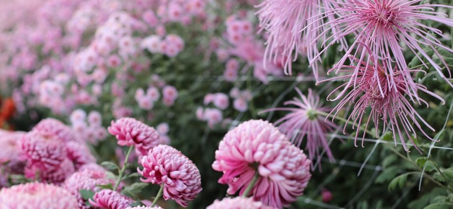 How do you get seeds from chrysanthemum?