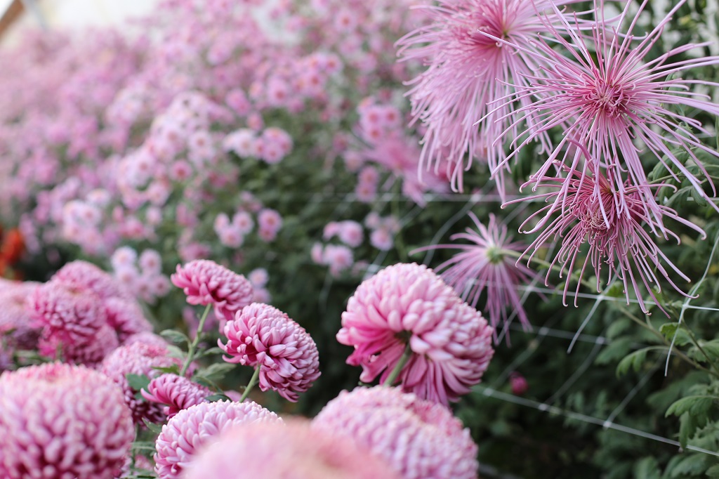 How do you get seeds from chrysanthemum?