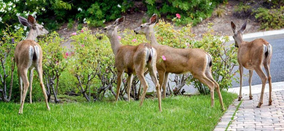 What is the best fence to keep deer out of your garden?