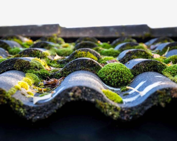 What kills mold on a roof?
