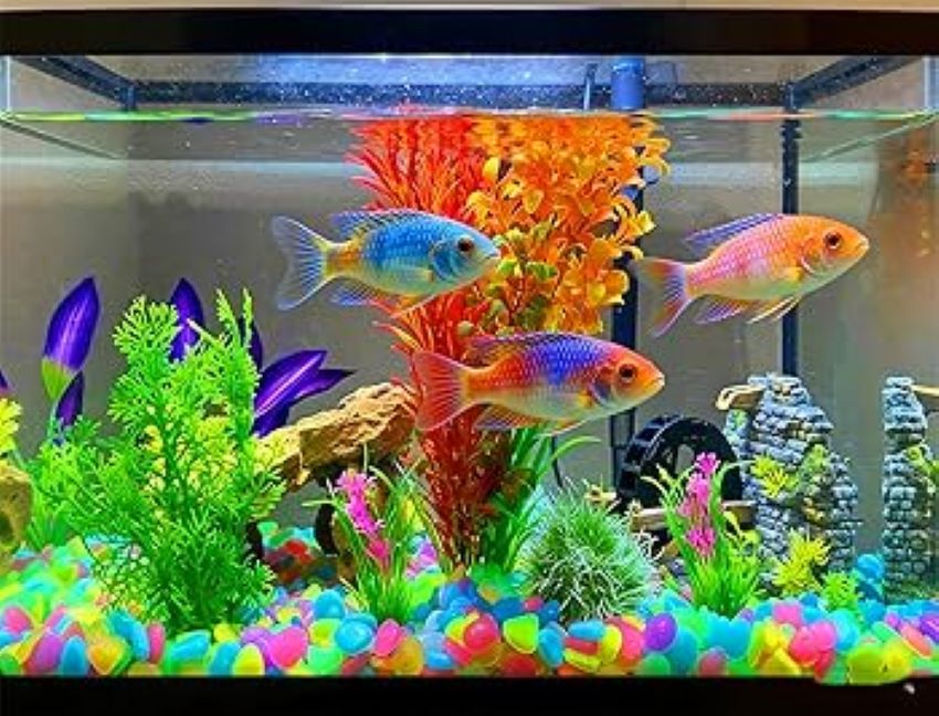 Aquarium with black, white, and natural gravel highlighting vibrant fish and plants.