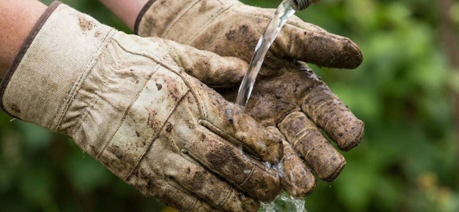 Hand washing leather gardening gloves with saddle soap