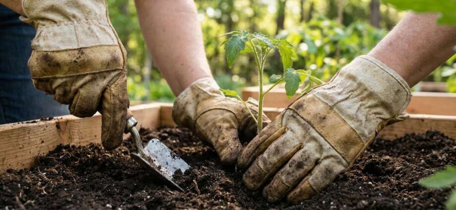 Leather gardening gloves with gauntlet cuffs for thorny pruning